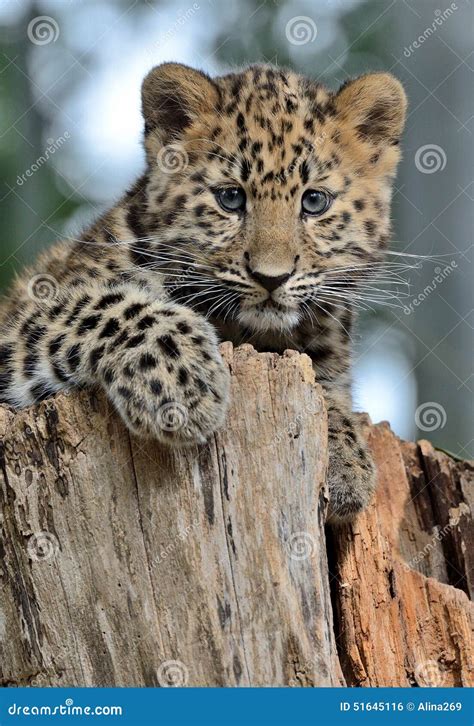 Portrait Cute Baby Amur Leopard Cub Stock Photos - Free & Royalty-Free Stock Photos from Dreamstime