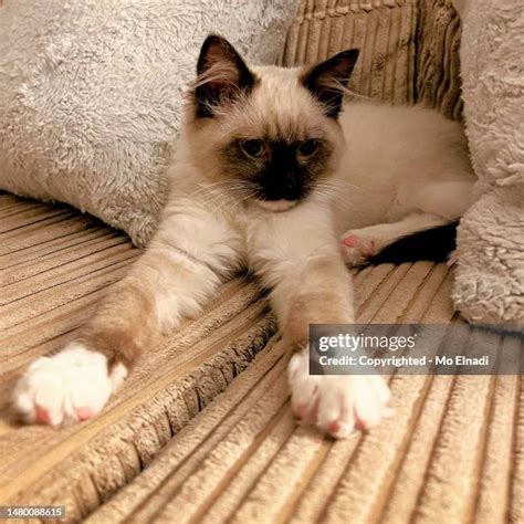 Long Cat Stretch Photos And Premium High Res Pictures Getty Images