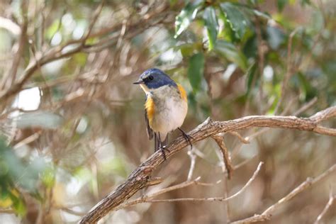 「木に止まる鳥」の写真素材 17657件の無料イラスト画像 Adobe Stock