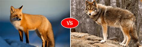 Fox vs Coyote fight comparison- who will win?