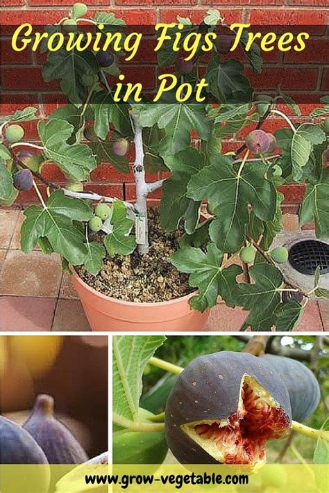 Growing Fig Trees In Pot Growing Fig Trees Growing Vegetables Growing Fruit Trees