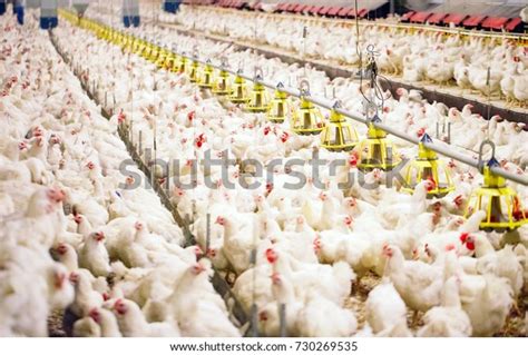 8,162 Chicken Factory Farming Images, Stock Photos & Vectors | Shutterstock