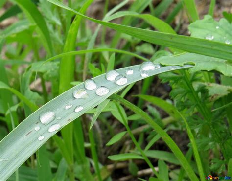 Dew on grass free image - № 27489