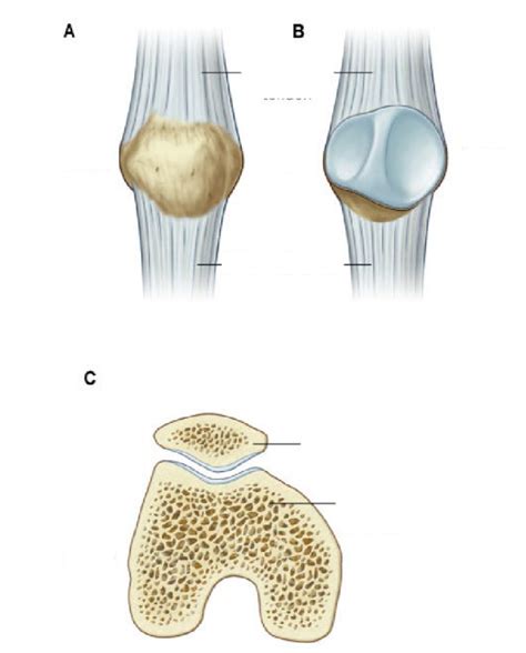 anatomy- patella Diagram | Quizlet