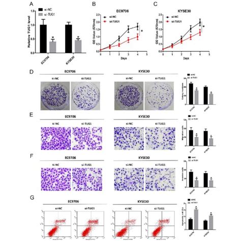 Lnctug1 Knockdown Inhibits Escc Cell Proliferation Migration And