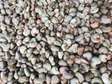 Benin Raw Cashew Nuts Crop Kgs Bag At Kg In Surat Id