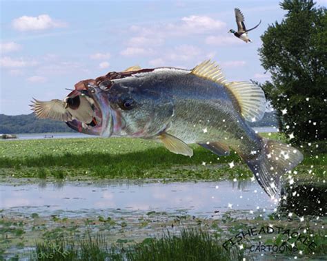 🔥 [50 ] Largemouth Bass Wallpapers For Computer Wallpapersafari