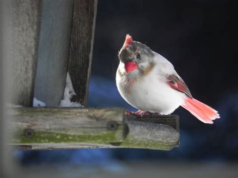 White Cardinal - FeederWatch