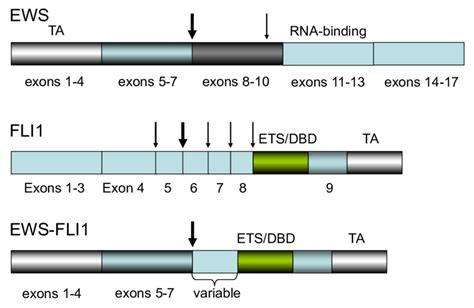 The Ews Fli1 Chimeric Gene Found In Ewing S Sarcomas Download Scientific Diagram