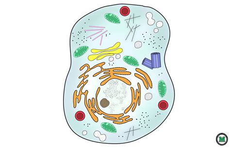 Animal Cell Organelles Diagram Quizlet