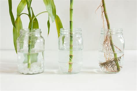 How To Propagate Lucky Bamboo Ways