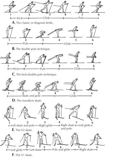 Cross-Country Skiing | Musculoskeletal Key