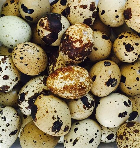 Quail Eggs | Quail eggs, Food, Eggs