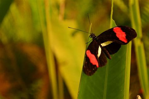 Butterfly at Blijdorp Rotterdam Zoo | Rotterdam