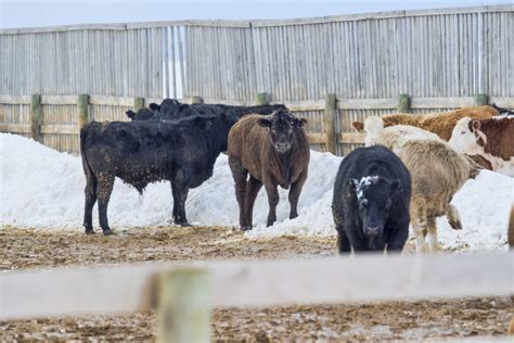 U S Livestock CME Cattle Plunge As Bird Flu Fears Spark Speculative