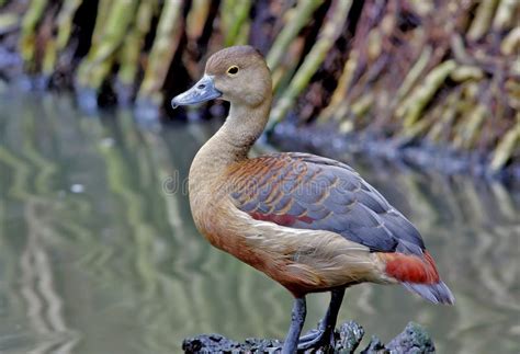 Lesser Whistling Duck Dendrocygna Javanica Stock Image Image Of Green