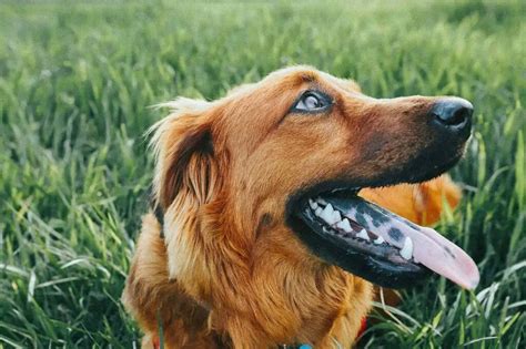 Por Qu Hay Una Mancha Negra En La Lengua De Mi Perro