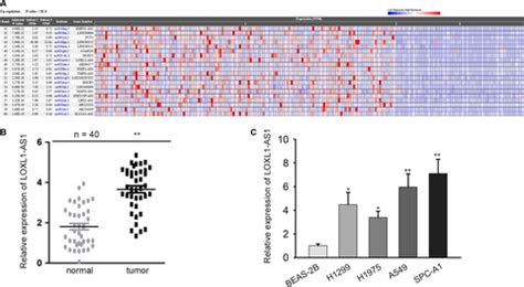 Lncrna Loxl As Regulates The Tumorigenesis And Development Of Lung