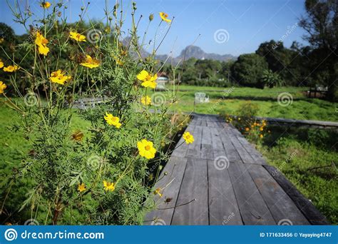 The Beauty Of The Yellow Flowers Background Green Leaves In A