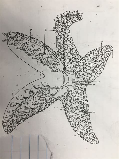 Starfish Diagram Quizlet