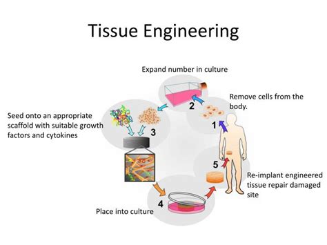 Ppt Cell And Tissue Engineering Nanotechnology Powerpoint Presentation Id6599651