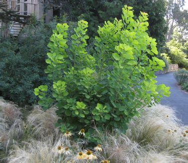 Cotinus Coggygria Golden Spirit Smokebush From Pleasant Run Nursery