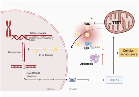 Ros Produced By Mitochondria Enters The Cell Nucleus And Causes The Download Scientific Diagram