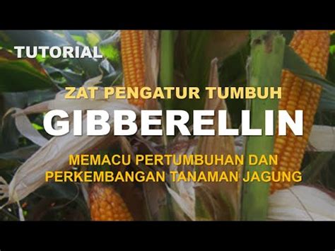 TUTORIAL Zat Pengatur Tumbuh ZPT Gibberellin Untuk Memacu Pertumbuhan