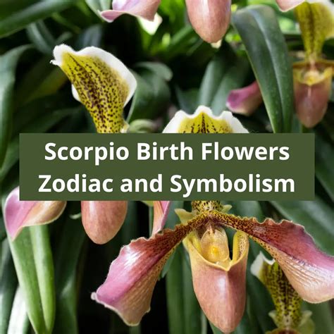 Libra Birth Flowers Pink Rose And Peony Zodiac Flower Symbolism