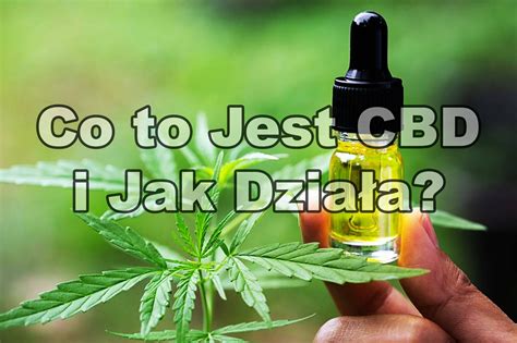 Co To Jest Cbd I Jak Dzia A Blog Konopny Trawka Marihuana Forum