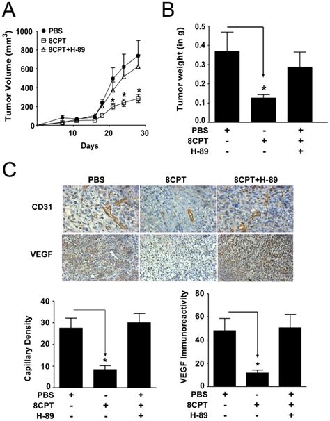 A And B The Pka Inhibitor H 89 25 µmol Reversed Tumor Growth