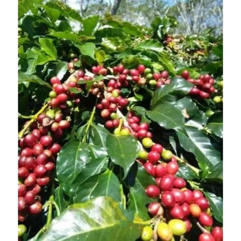 Jual Bibit Tanaman Kopi Arabika Bandung Kualitas Terbaik Dan Buah Lebat