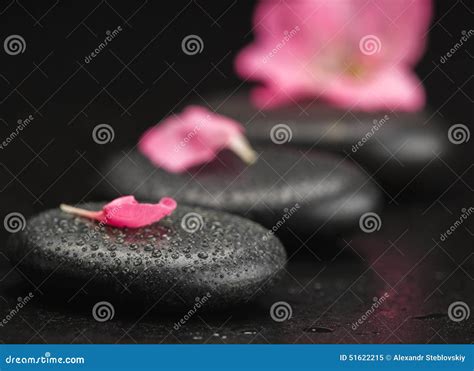 Stone and petal stock image. Image of petal, raindrop - 51622215