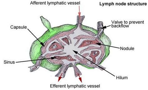 Lymph Nodes Pictures Location Axillary Cervical Inguinal Updated In 2022