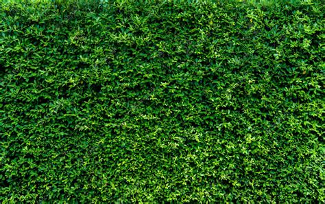 Pequeñas Hojas Verdes En El Fondo De Textura De La Pared De Cobertura