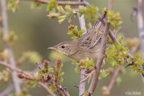 Common Grasshopper Warbler Locustella Naevia Sprinkhaanz Flickr