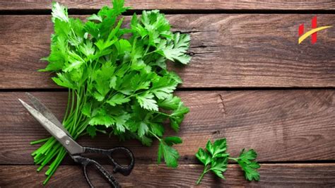 Parsley Health Benefits Impressive Uses Of Parsley Health Fitness