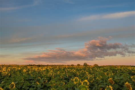 Bed of sunflower during golden hour, sunflowers HD wallpaper ...