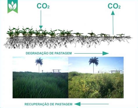Estratégias para recuperação de pastagens degradadas