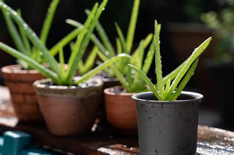 Overwatered Aloe Plant