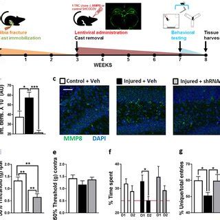 A Experimental Timeline Male C Bl Mice Underwent Tibia Fracture And