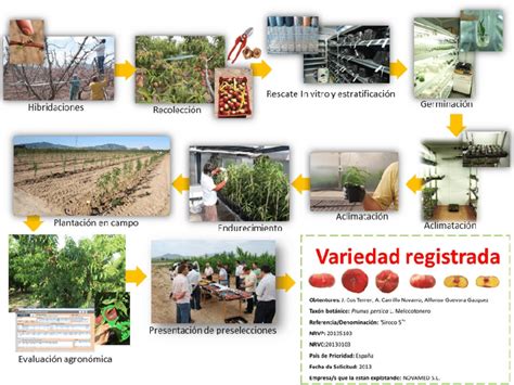 Fases Del Programa De Mejora Gen Tica Para Obtener Nuevas Variedades