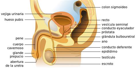 organo reproductor masculino rompecabezas en línea