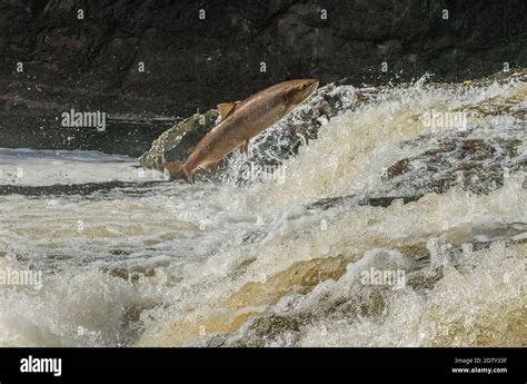 Atlantic Salmon Salmo Salar Migrating Up The River Almond Perth