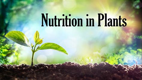 Nutrition In Plants Presentation By Nilesh Ns Youtube