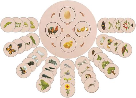 Montessori Rompecabezas De Ciclo De Vida Montessori Life Growth Cycle