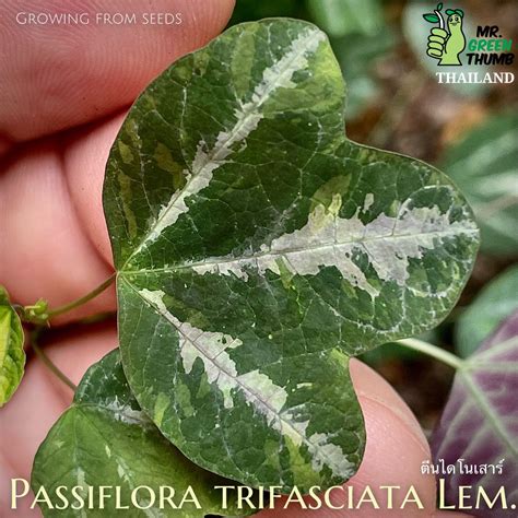 Passiflora Trifasciata Lem ตีนไดโนเสาร์ต้นนี้งอกจากเมล็ดที่เก็บได้ภายในโรงเรือน หลังจากเฝ้าดู