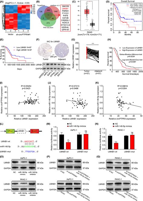 Circptpra Promotes Lmnb Expression By Competitively Sponging