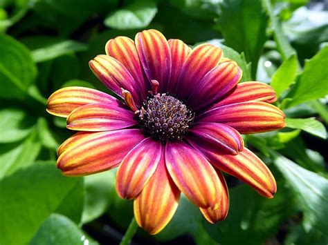 Flor Osteospermum Asteraceae Foto Gratis En Pixabay Pixabay