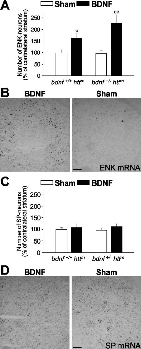 Exogenous Bdnf Restores The Enkephalin Loss In Mutant Htt Mice A B